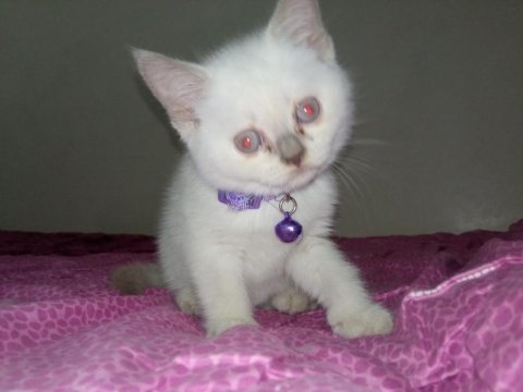 Yavru british kedim