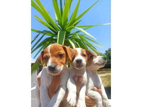 Terrier jack yavruları tüm illere gönderim
