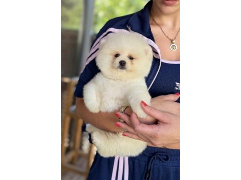 Show kalite erkek pomeranian boo