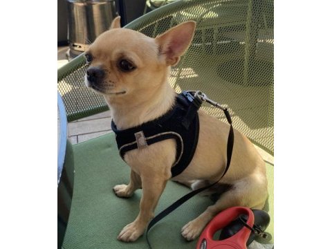 Dişi chihuahua köpeğime eş arıyorum