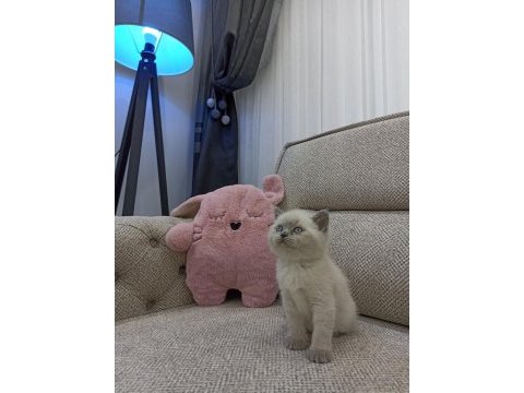 Bluepoint dişi british shorthair yavruları