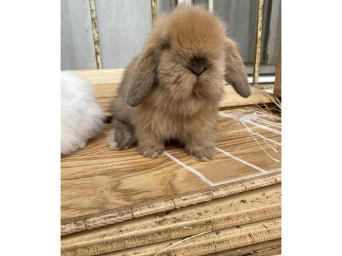 Veteriner hekimden hollanda\mini lop tavşanı yavrular