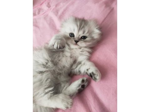 Longhair scottish fold