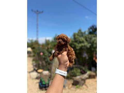 Teacup kore poodle bebekler aşılı eğitimli 
