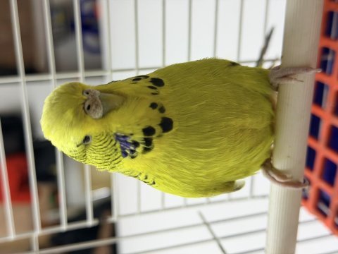 Dişi jumbo muhabbet kuşu damızlık