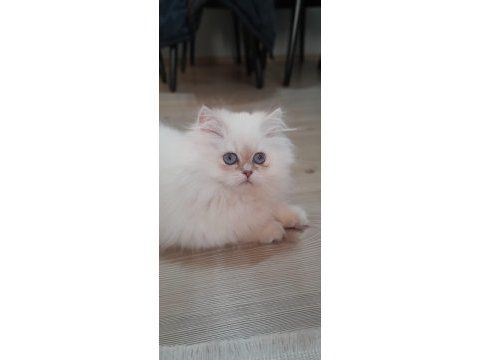 Şampiyon anne 3 aylık erkek full şecereli british longhair