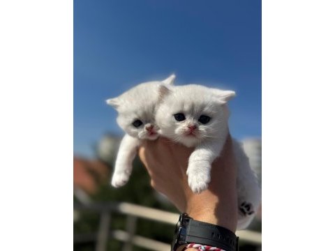 Sağlık ve ırk garantili british shorthair