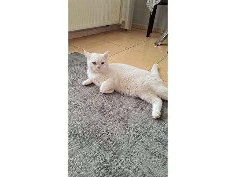 Sağlık sorunlarımdan dolayı kedime yeni yuva arıyorum