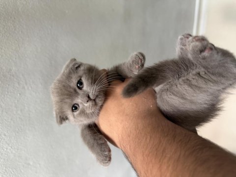 Kedilerimin ikiside erkek kuru mama ve tuvalet eğitimleri