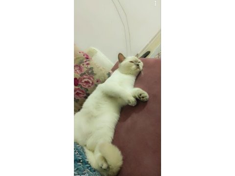 British shorthair kızımız mia