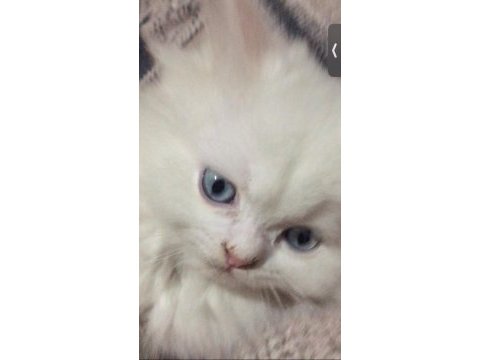Persian 2 aylık yavru