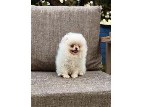 Pomeranian boo köpeğimiz orjinal