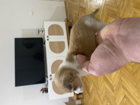 45 günlük minyatür pinscher
