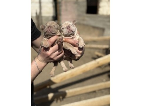 Mükemmel anatomi french bulldog bebekler