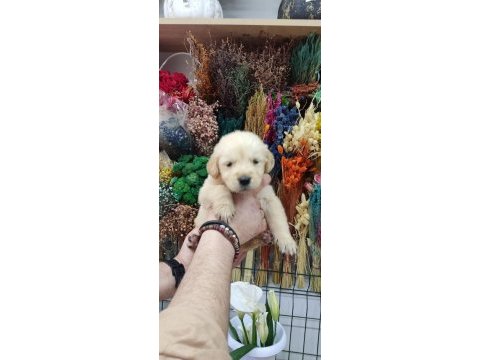Baby face golden retriever bebekler