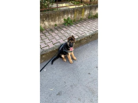 A şecereli alman çoban köpeği yavruları