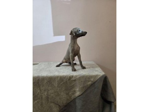 İtalyan tazısı ıtalian greyhound dişi ve erkek yavrular