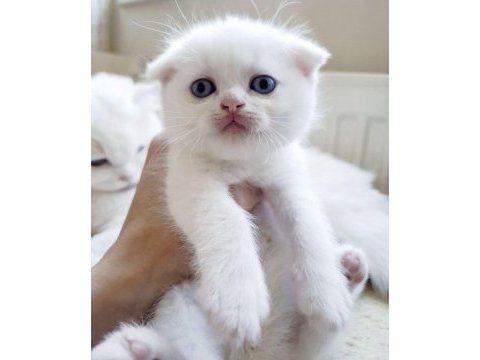 Beyaz scottish fold kartoplarım