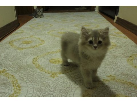 Blh cy11 dişi british longhair aslan