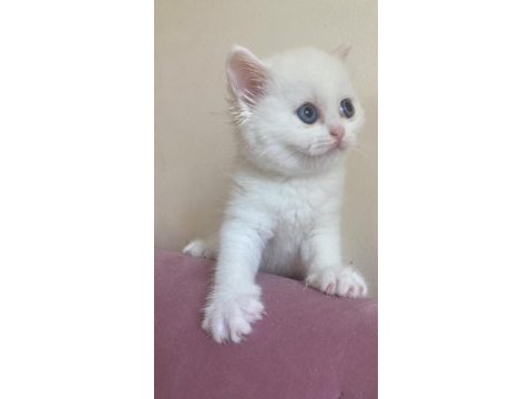 British shorthair aşıları tam