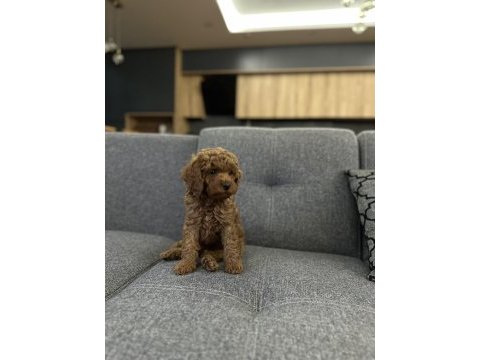 Erkek toy poodle