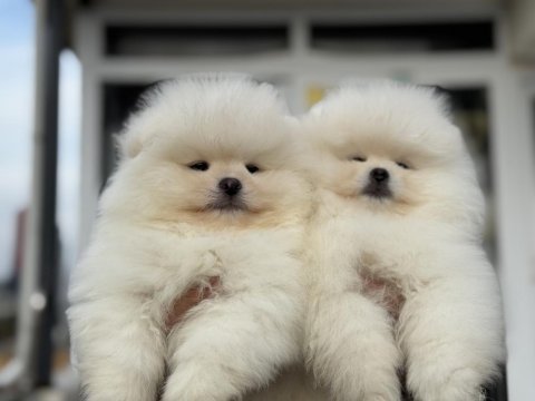 Tea cup pomeranian  yavrular ziyarete açık
