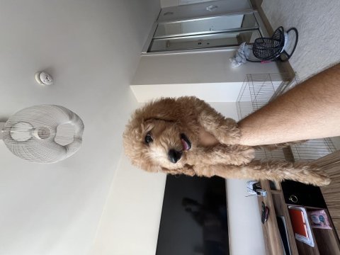 Sağlıklı süper oyuncu 0 numara toy poodle erkek