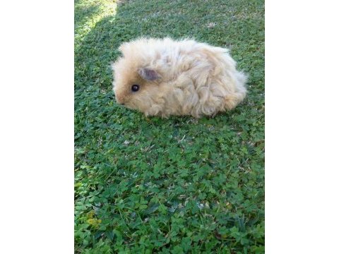 Guinea pig yavrular aynı gün set halinde teslim edilir
