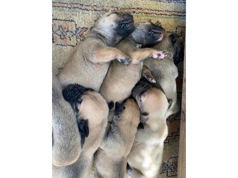 El presa canario puppies