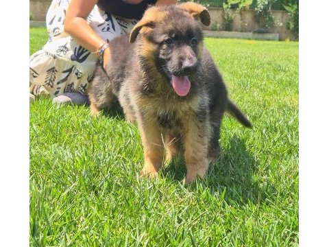 K9 çiftliğinden alman kurdu yavruları 