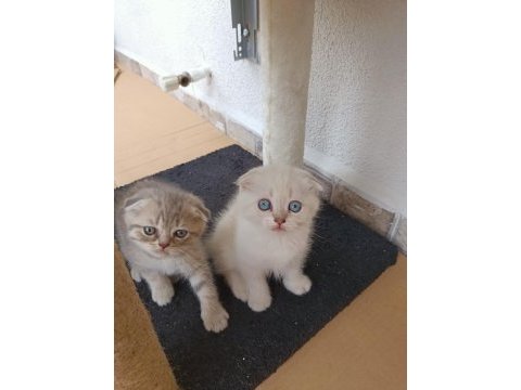 Neşe kaynağı oyuncu scottish fold yavru kedimiz