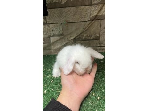 İstanbul orjinal hollanda lop tavşan yavruları