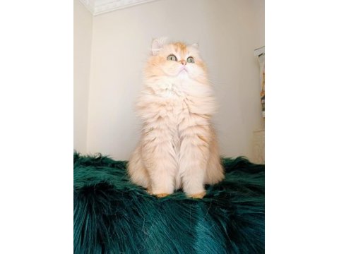 British longhair dişi