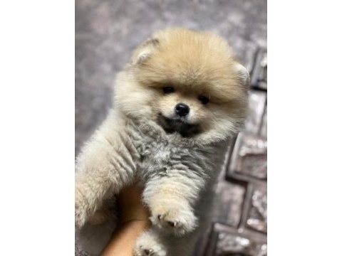 Teddy bear ayıcık 3 aylık erkek ankara içi pomeranian