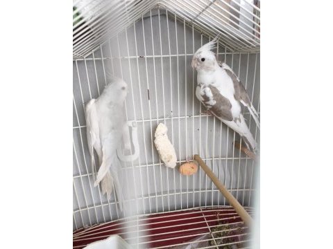 Acil satılık takım sultan papağanı