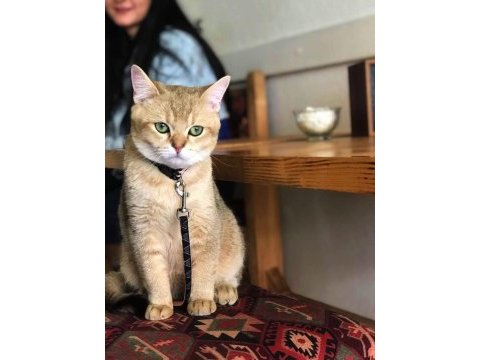 British shorthair golden