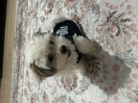 4.5 aylık dişi maltipoo