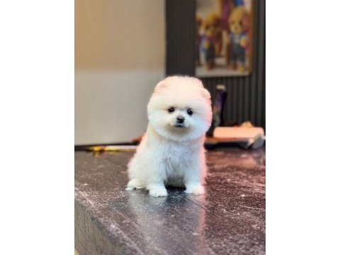 Sağlık ve ırk garantili pomeranian