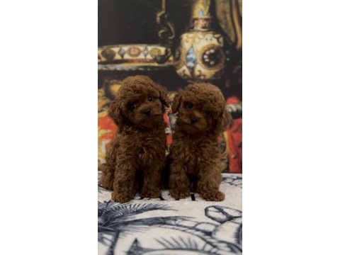 Toy mini poodle bebeklerimiz