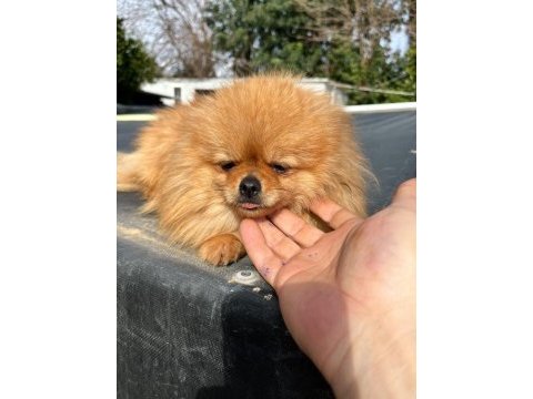 1,5 yaşında kusursuz mini dişi üst kalite pomeranian
