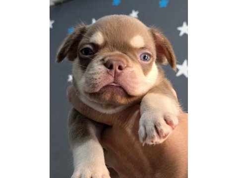 Rojo and tan fluffy carrier french bulldog erkek yavrumuz