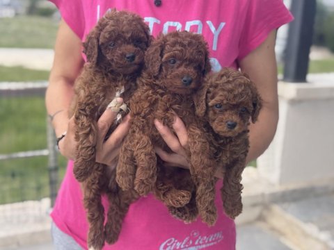 Garantili redbrown kore toy poodle yavrular