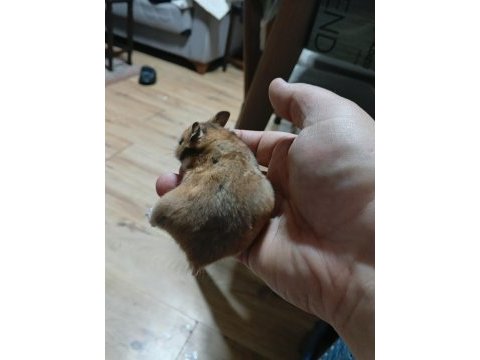 Ele alışık hamster yavrular