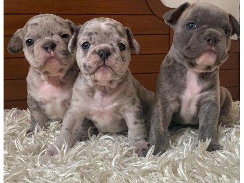 Aşılı merle ve blue french bulldog yavrularımız