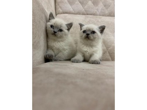 Safkan ayı surat british shorthair erkek