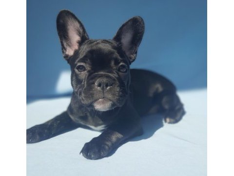 Fluffy, ısabella taşıyıcı exotıc french bulldog kızlarımız