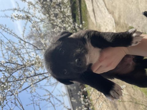 Dişi tatlı yavru köpeğimiz