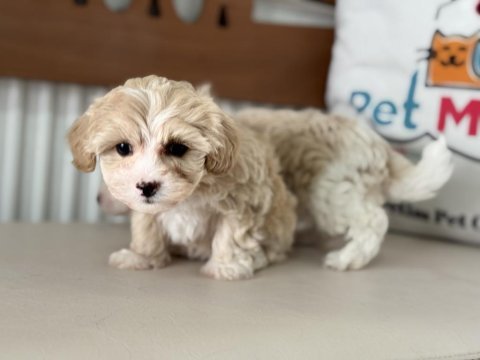 Show kalite kore maltipoo yavrular ziyarete açık