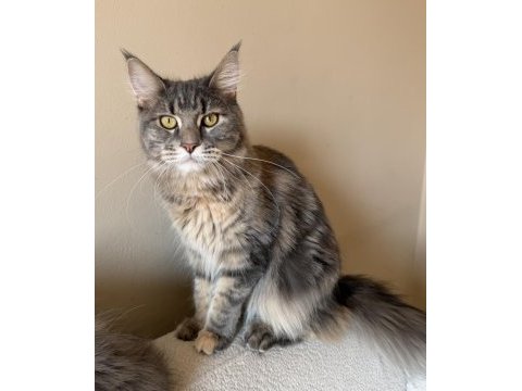 Maine coon dişi tortie uygun