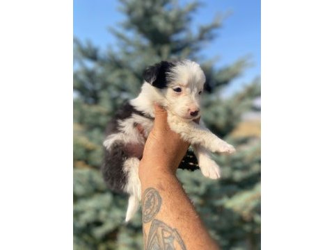 Show kalite safkan border collie yavrularımız
